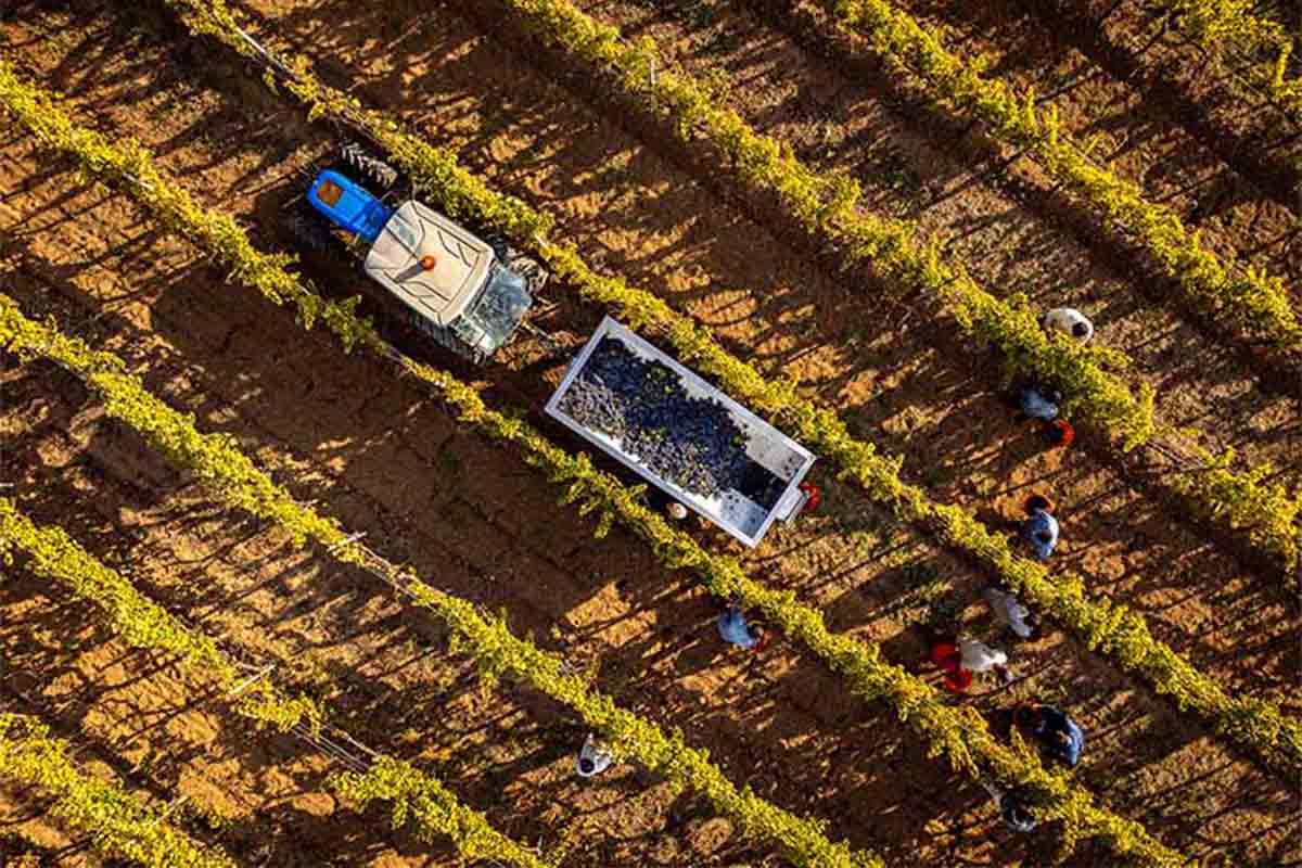 alzatura_vigneti drone.jpg