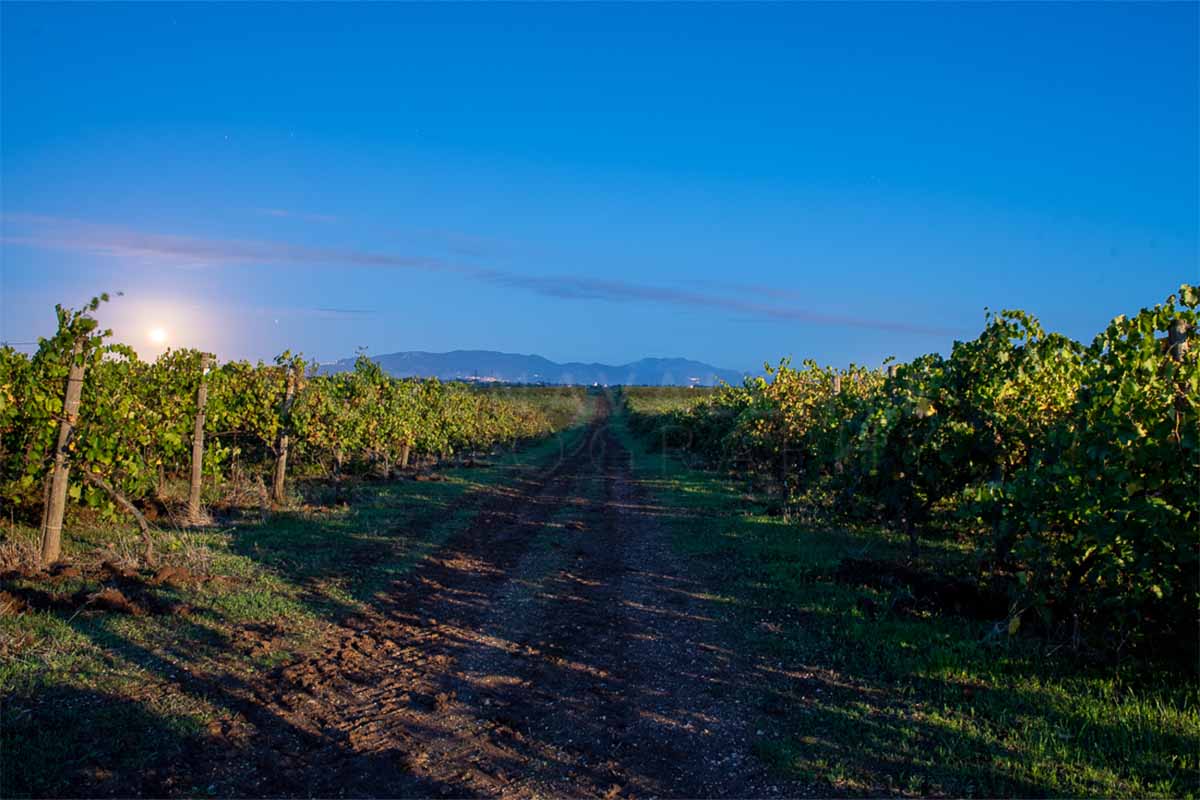 cantinamena_vigneto.jpg