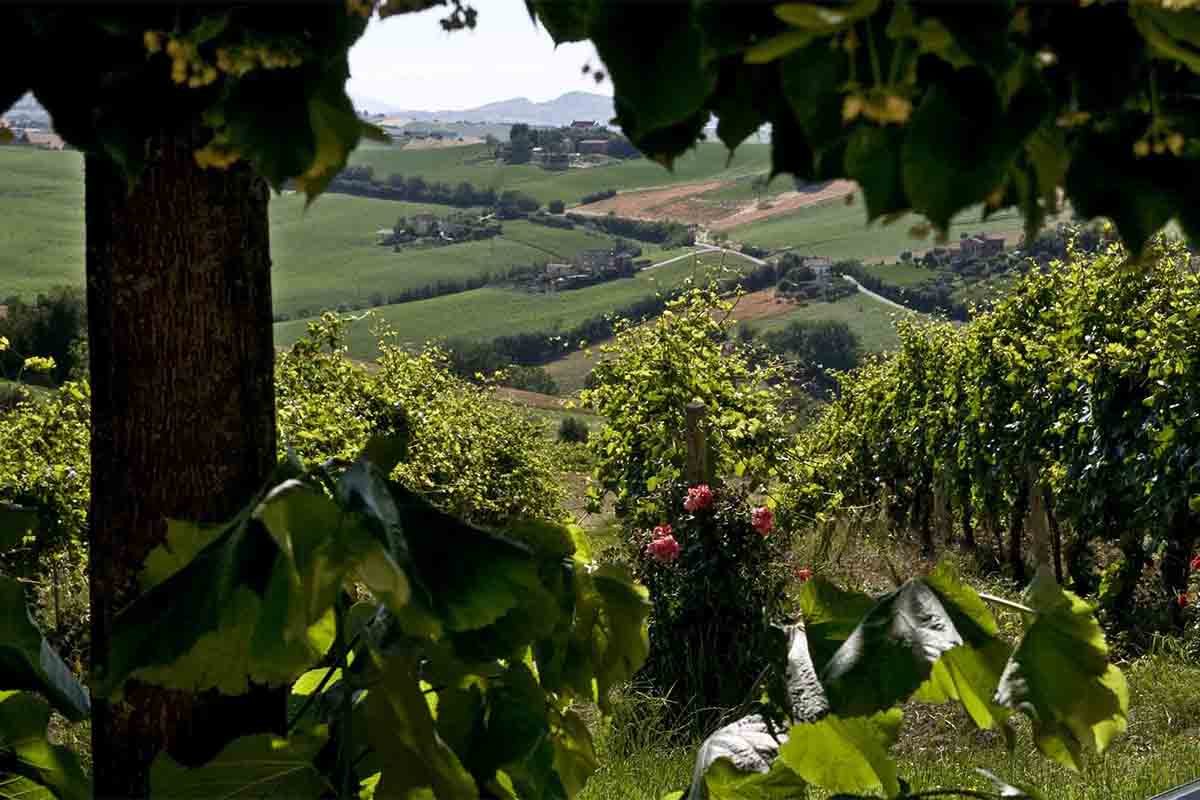 santa barbara-vigneto.jpg