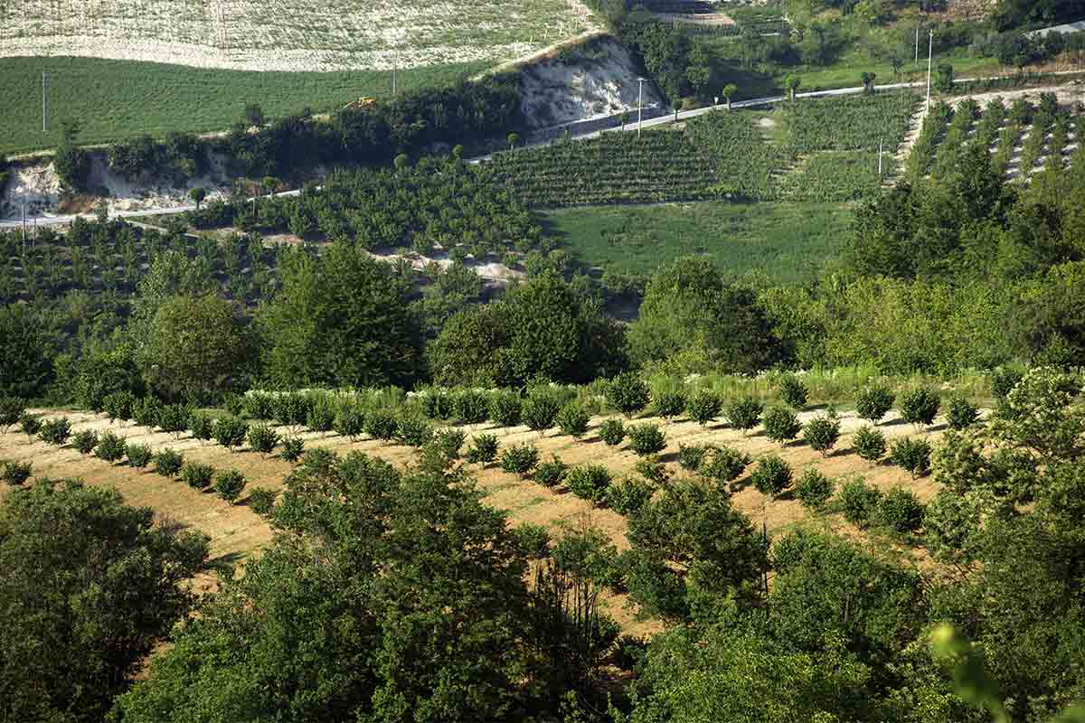 dolci langhe-noccioli.jpg