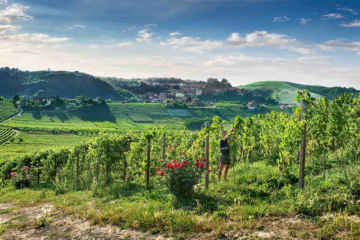 MORRA STEFANINO-vigneti.jpg