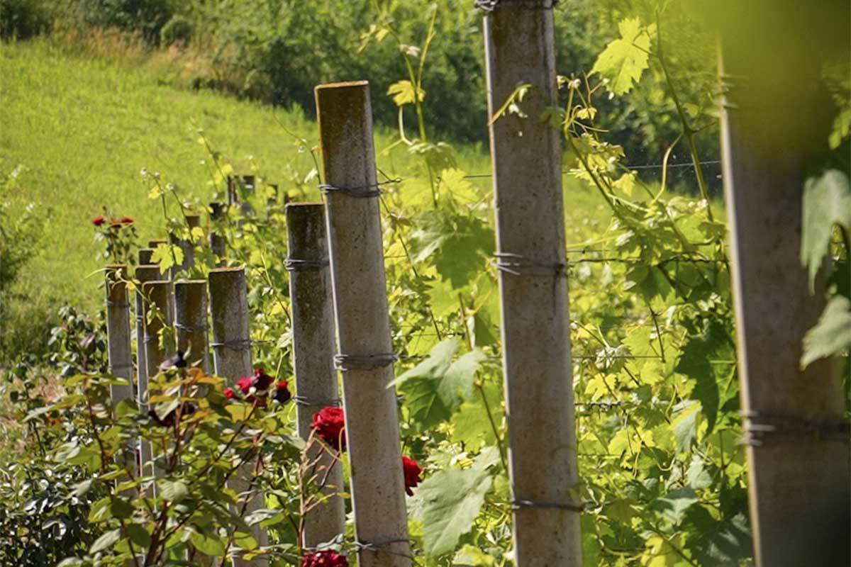 LIEDHOLM-vigne.jpg