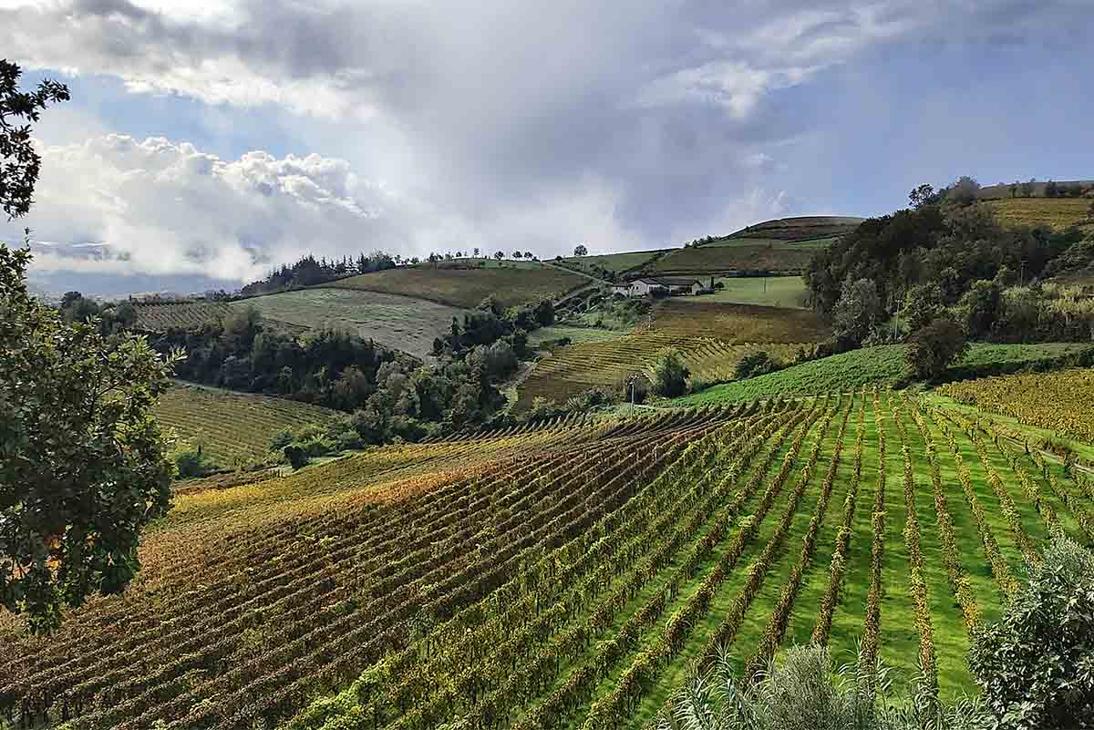 gallo-vigne.jpg
