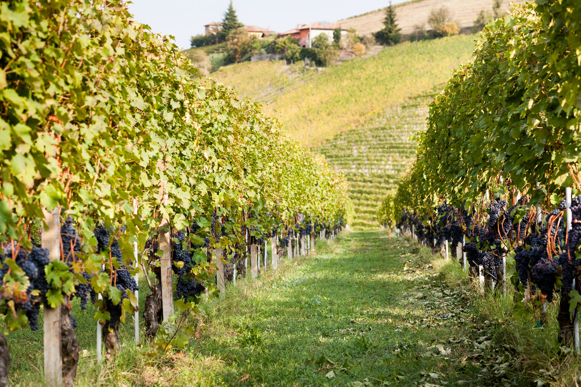 pertinace_vigneti_136.jpg