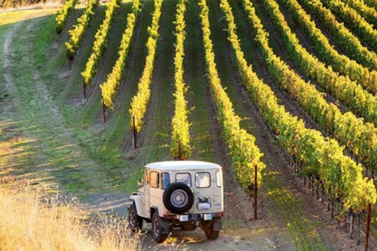 pertinace-wine safari.jpg
