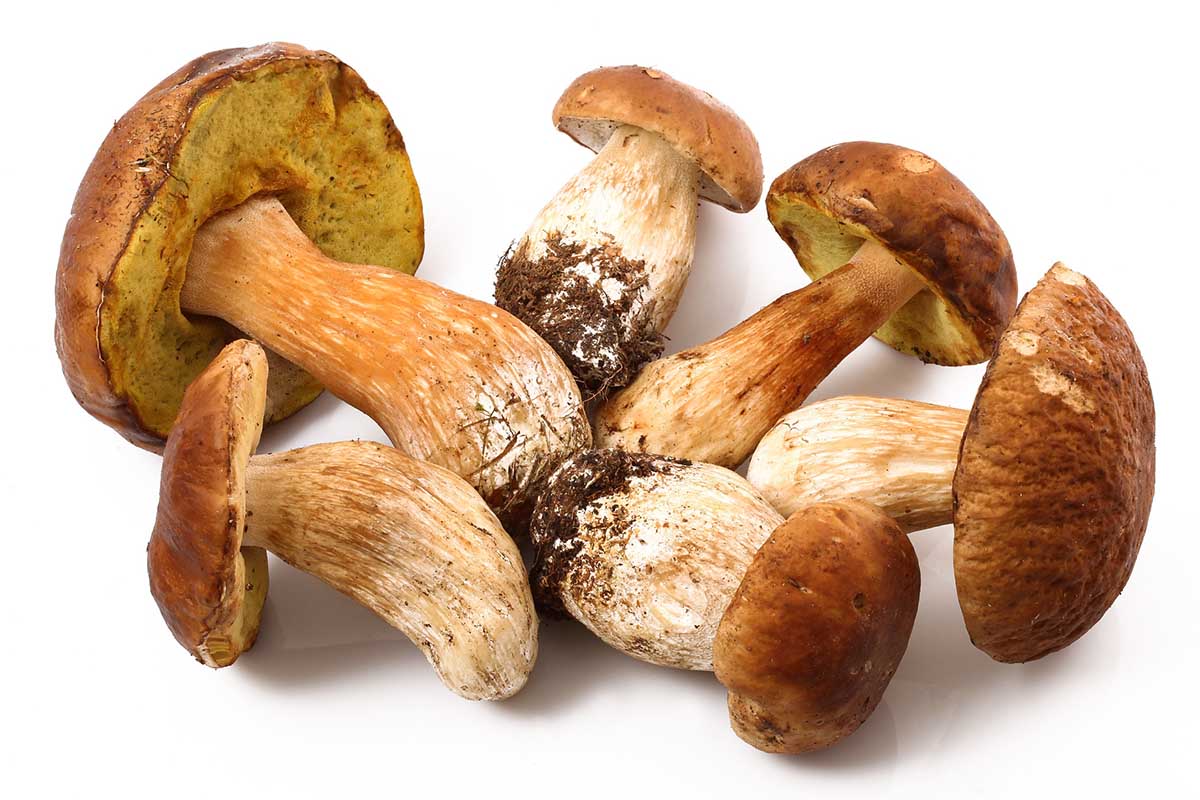 funghi copia.jpg