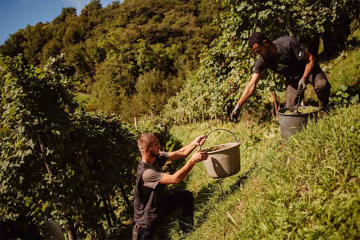andreolaVendemmia-copia.jpg