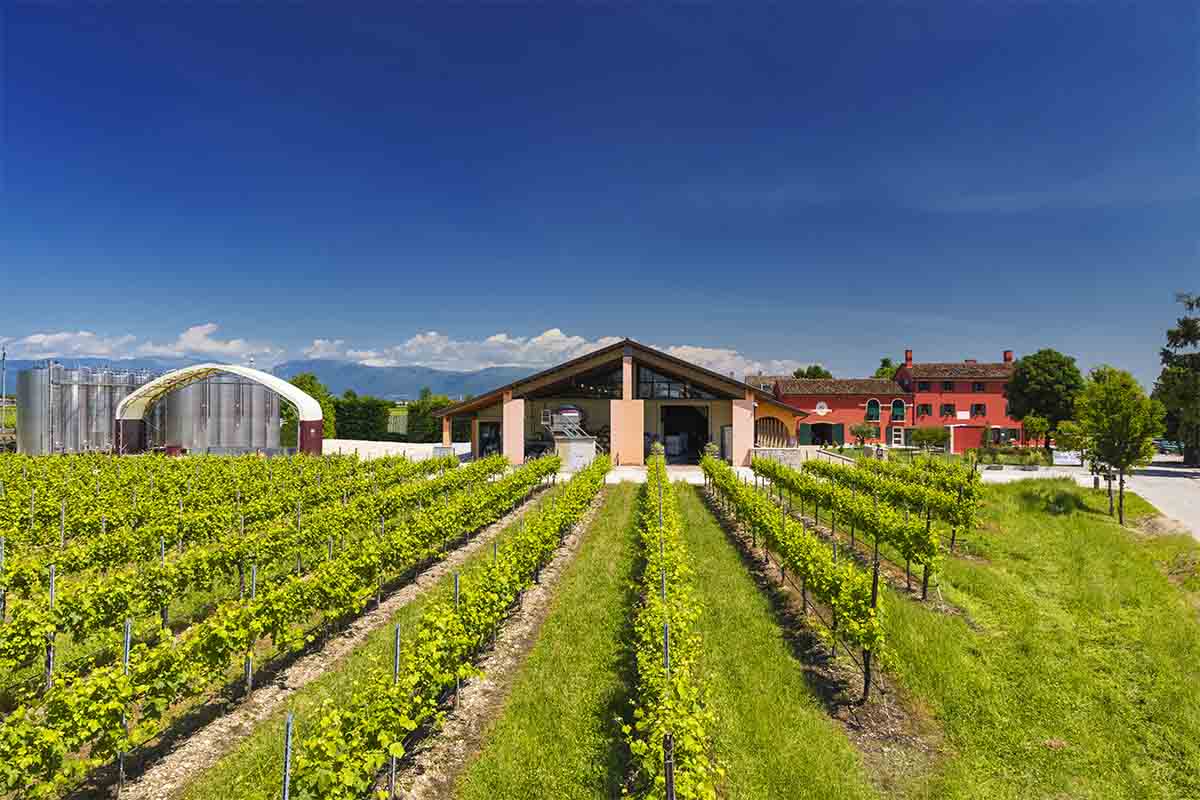 facchin-vigne-cantine.jpg