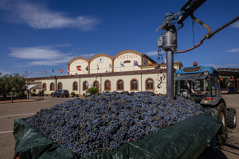 Cantina conferimento uva copia.jpg