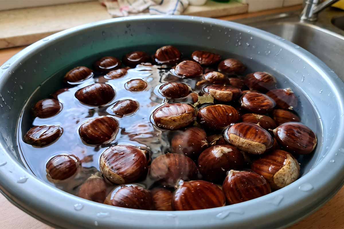 castagne in acqua.jpg