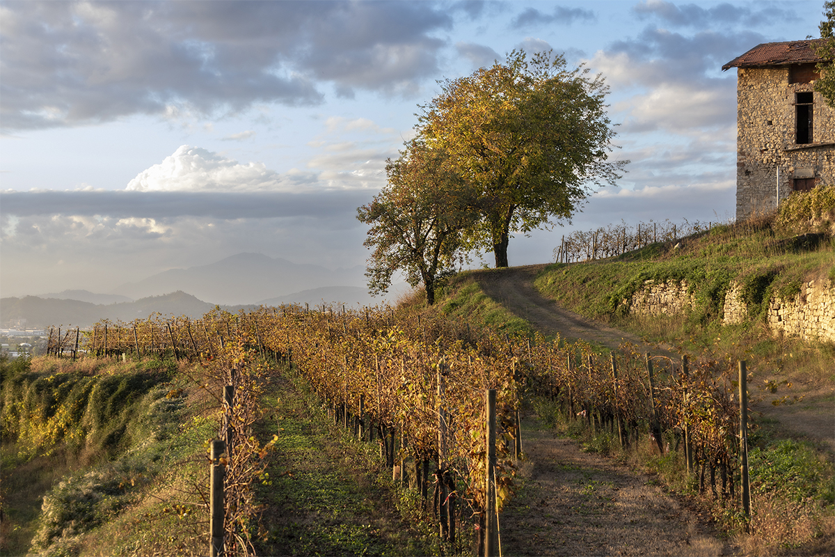 grumello_paesaggio_F0A1439 copia.jpg