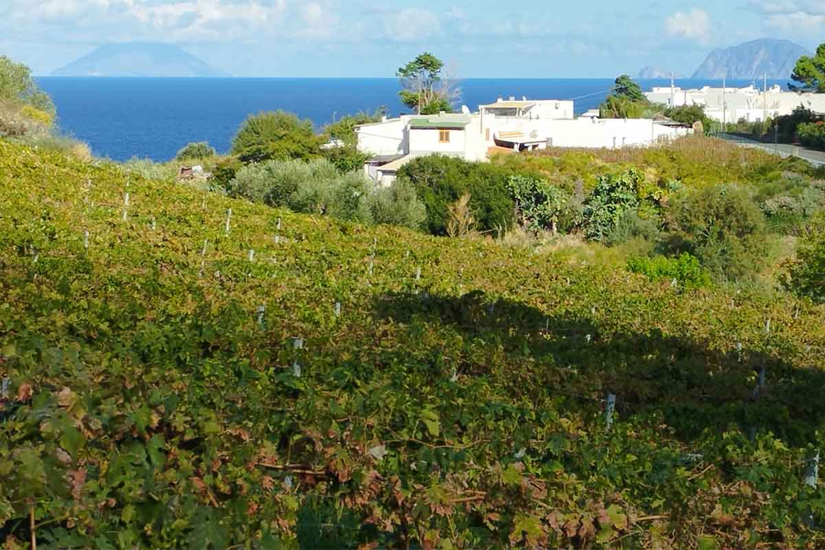 Le vigne copia.jpg