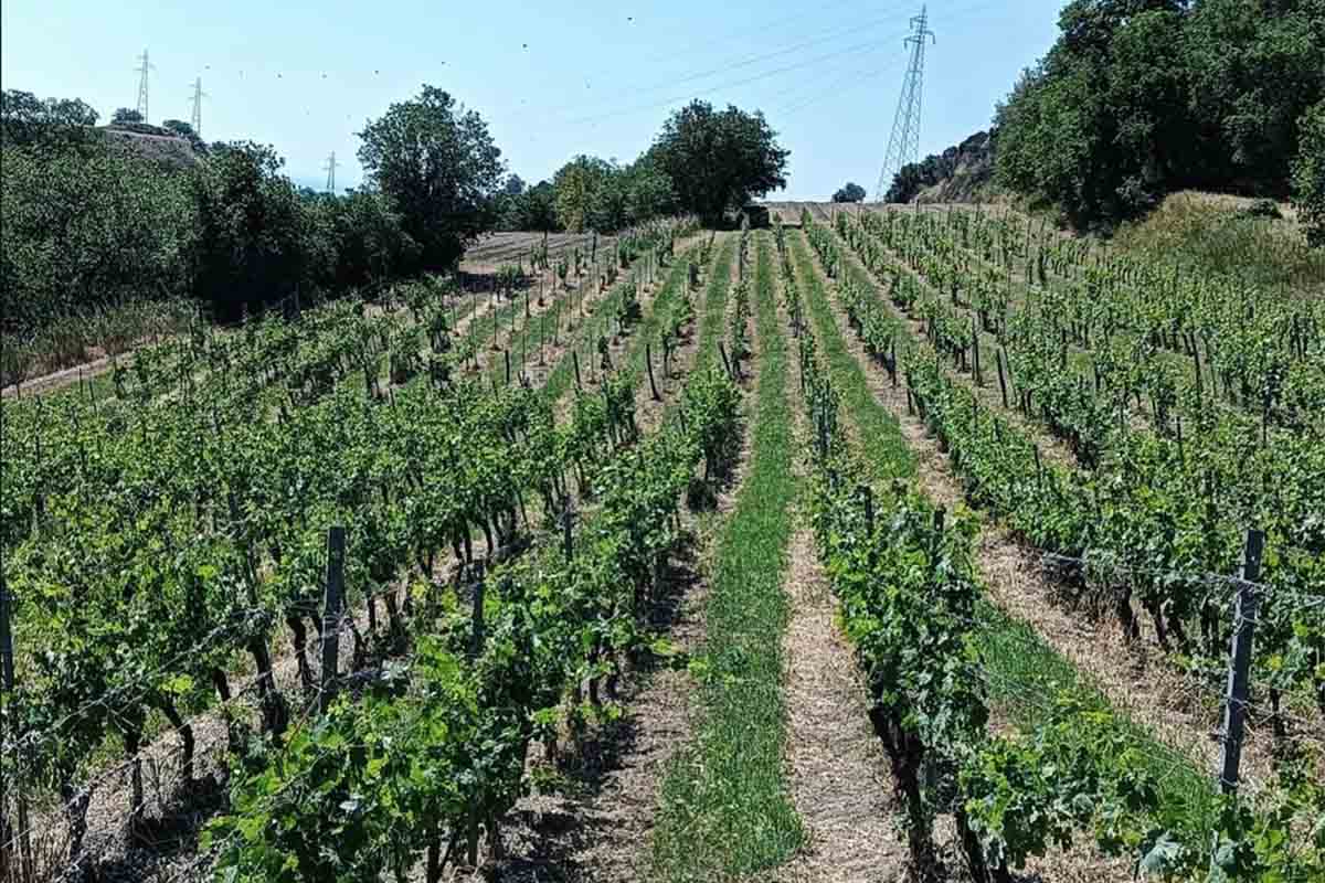 barone macri-vigneti.jpg