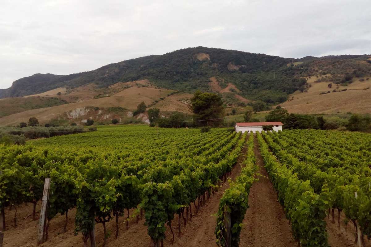 fezzigna-vigneti copia.jpg